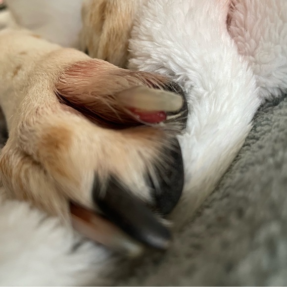 NWOT American eagle 0R distressed black mom jeans - Picture 2 of 2